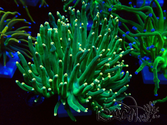 WYSIWYG Euphyllia glabrescens (Mariculture acclimaté sous LED) 8K3