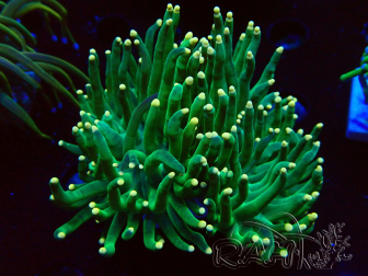 WYSIWYG Euphyllia glabrescens (Maricoltura acclimatata sotto LED) 8K4