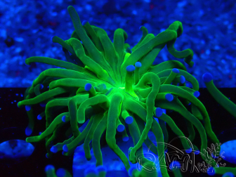 WYSIWYG Euphyllia glabrescens (Mariculture acclimaté sous LED) 8K5
