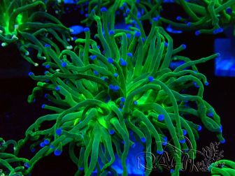 WYSIWYG Euphyllia glabrescens (Mariculture acclimaté sous LED) 8K6