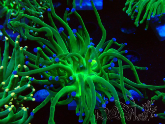 WYSIWYG Euphyllia glabrescens (Marikultur akklimatisiert unter LED)