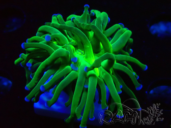 WYSIWYG Euphyllia glabrescens (Mariculture acclimaté sous LED) 8K8