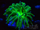 WYSIWYG Euphyllia glabrescens (Mariculture acclimaté sous LED) 8G7