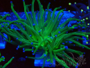 WYSIWYG Euphyllia glabrescens (Maricoltura acclimatata sotto LED) 8L1