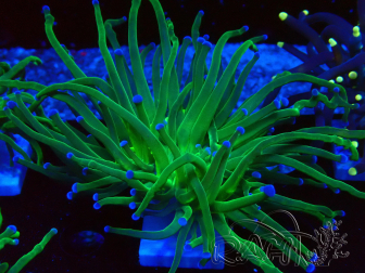 WYSIWYG Euphyllia glabrescens (Mariculture acclimaté sous LED) 8L2