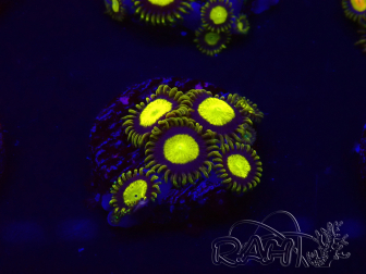WYSIWYG - Zoanthus King Midas 30B3