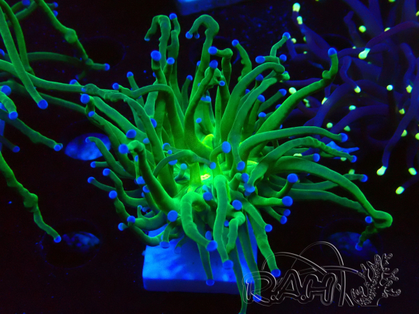 WYSIWYG Euphyllia glabrescens (Maricoltura acclimatata sotto LED) 8L3