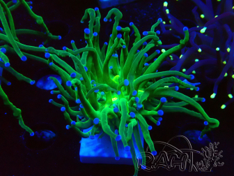 WYSIWYG Euphyllia glabrescens (Mariculture acclimated under LED) 8L3