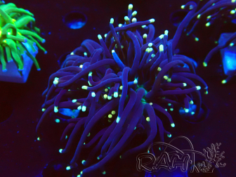 WYSIWYG Euphyllia glabrescens (Marikultur, unter LED akklimatisiert) 8L4