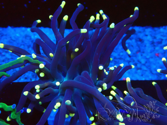 WYSIWYG Euphyllia glabrescens (Marikultur unter LED akklimatisiert) 8L5