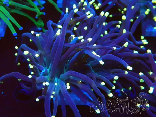 WYSIWYG Euphyllia glabrescens (Mariculture acclimaté sous LED) 8L6