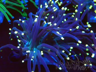 WYSIWYG Euphyllia glabrescens (Maricoltura acclimatata sotto LED) 8L6