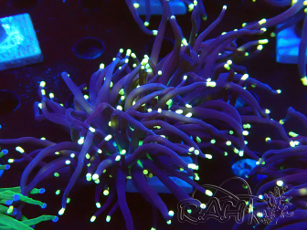 WYSIWYG Euphyllia glabrescens (Maricoltura acclimatata sotto LED)