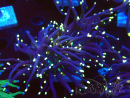 WYSIWYG Euphyllia glabrescens (Maricoltura acclimatata sotto LED)