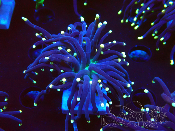 WYSIWYG Euphyllia glabrescens (Mariculture acclimaté sous LED) 8H7