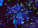 WYSIWYG Euphyllia glabrescens Super Bright (Mariculture acclimaté sous LED) 8L8