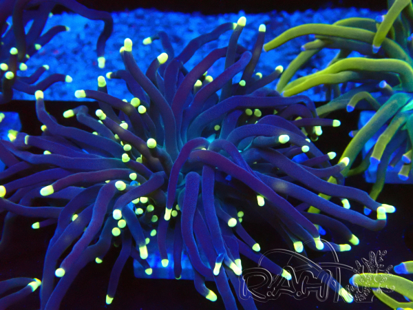 WYSIWYG Euphyllia glabrescens (Mariculture acclimated under LED) 8B7