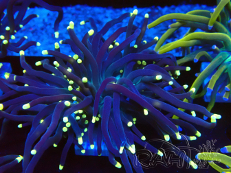 WYSIWYG Euphyllia glabrescens (Mariculture acclimaté sous LED) 8B7