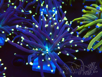 WYSIWYG Euphyllia glabrescens (Mariculture acclimaté sous LED) 8M2