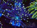 WYSIWYG Euphyllia glabrescens (Mariculture acclimaté sous LED) 8B7