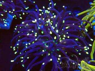 WYSIWYG Euphyllia glabrescens (Mariculture acclimaté sous LED) 8M3
