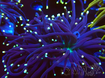WYSIWYG Euphyllia glabrescens (Mariculture acclimaté sous LED) 8M4