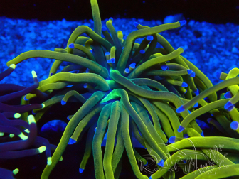 WYSIWYG Euphyllia glabrescens (Mariculture acclimated under LED)