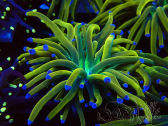 WYSIWYG Euphyllia glabrescens (Mariculture acclimaté sous LED) 8M6