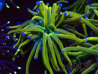 WYSIWYG Euphyllia glabrescens (Mariculture acclimaté sous LED) 8M7