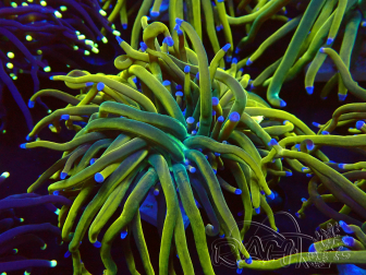 WYSIWYG Euphyllia glabrescens (Mariculture acclimaté sous LED) 8M8