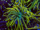 WYSIWYG Euphyllia glabrescens (Mariculture acclimaté sous LED) 8M8