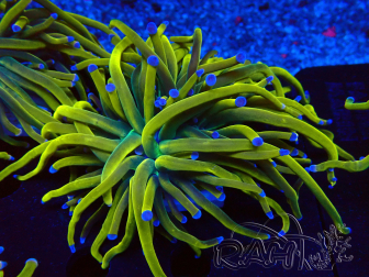 WYSIWYG Euphyllia glabrescens (Mariculture acclimaté sous LED) 8N1