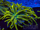 WYSIWYG Euphyllia glabrescens (Maricultura acclimatata sotto LED) 8K7