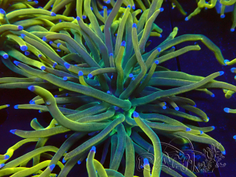 WYSIWYG Euphyllia glabrescens (Mariculture acclimaté sous LED) 8N2