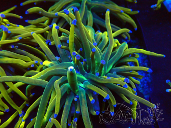 WYSIWYG Euphyllia glabrescens (Mariculture acclimaté sous LED) 8N3