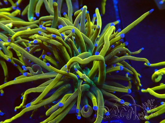 WYSIWYG Euphyllia glabrescens (Maricultura aclimatada bajo LED)