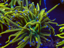 WYSIWYG Euphyllia glabrescens (Maricultura aclimatada bajo LED)