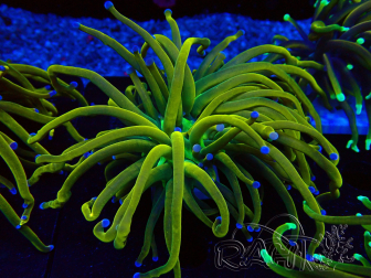WYSIWYG Euphyllia glabrescens (Mariculture acclimated under LED)