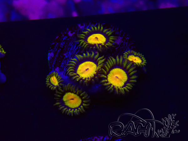 WYSIWYG - Zoanthus Tutti Fruity 30C1