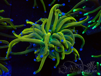 WYSIWYG Euphyllia glabrescens (Maricultured acclimated under LED) 8M7
