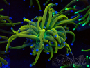 WYSIWYG Euphyllia glabrescens (Mariculture acclimaté sous LED) 8M7