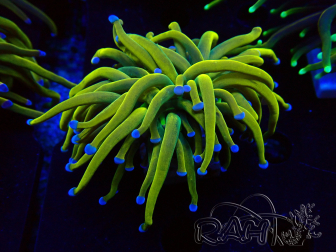 WYSIWYG Euphyllia glabrescens (Mariculture acclimated under LED)