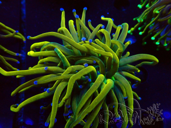 WYSIWYG Euphyllia glabrescens (Marikultur, akklimatisiert unter LED) 8N7