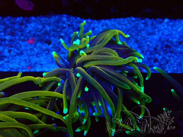 WYSIWYG Euphyllia glabrescens (Maricultura aclimatada bajo LED)