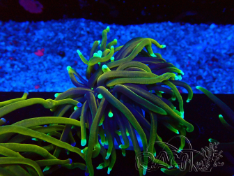 WYSIWYG Euphyllia glabrescens (Maricoltura acclimatata sotto LED)
