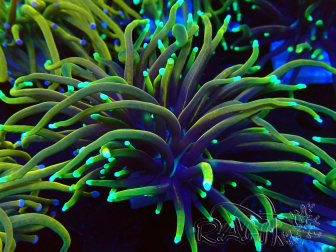WYSIWYG Euphyllia glabrescens (Marikultur, akklimatisiert unter LED) 8N7