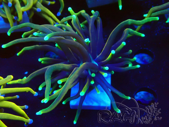 WYSIWYG Euphyllia glabrescens (Mariculture acclimated under LED)