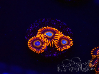 WYSIWYG - Zoanthus Tequila Sunrise 30C10