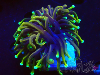 WYSIWYG Euphyllia glabrescens (Maricoltura acclimatata sotto LED) 8N7