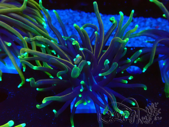 WYSIWYG Euphyllia glabrescens (Maricoltura acclimatata sotto LED)